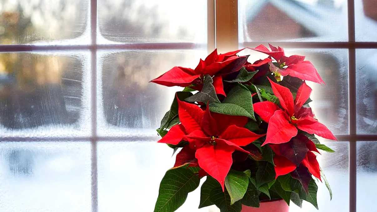 Cum să menții Crăciunița înflorită toată iarnă. Ce să presari în pământul din ghiveci din când în când ca să arate spectaculos