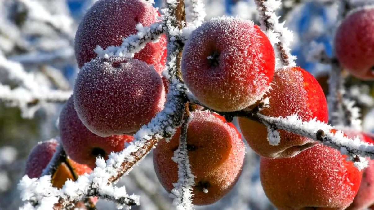 Trucul pentru ca pomii fructiferi să se umple de fructe anul viitor. Ce trebuie să faci neapărat iarna