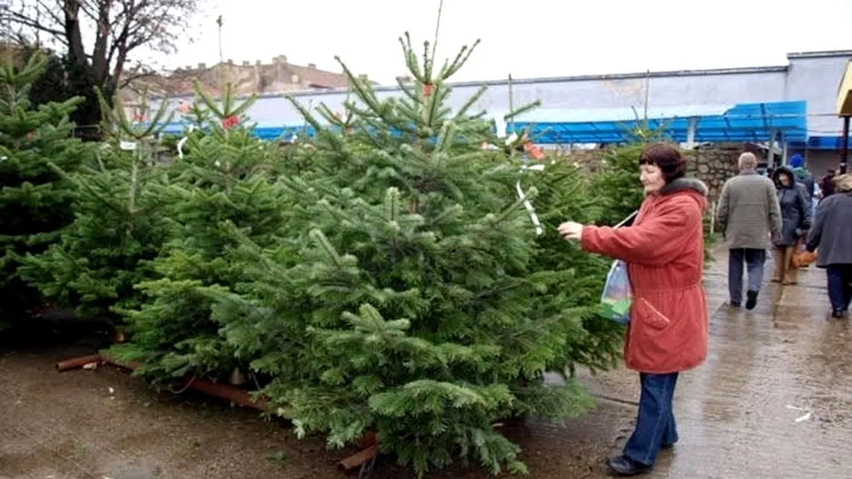 Cât costă brazii și molizii cu două săptămâni înainte de Crăciun. Unde găsești cele mai bune oferte, comparație între piețe și magazine