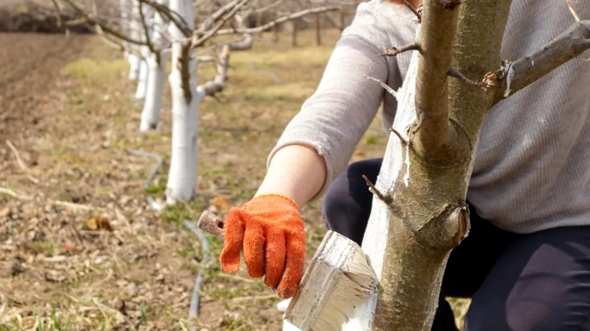 Când este bine să văruiești pomii. Momentul ideal pentru o recoltă bogată