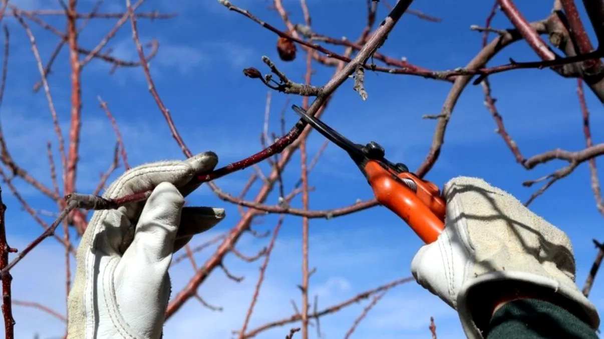 Cum se face corect tăierea pomilor pe timp de iarnă. Când și până la ce temperaturi este recomandat