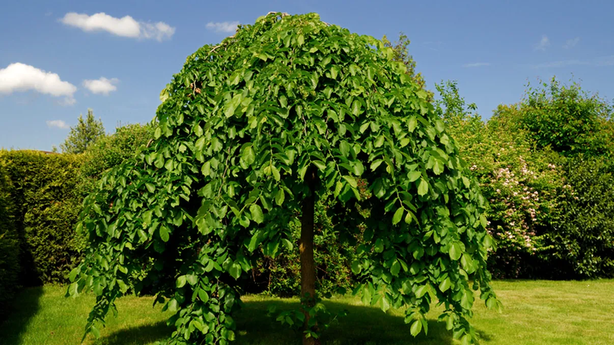 Pomul fructifer care produce cele mai multe fructe pe an. Secretul recoltelor bogate