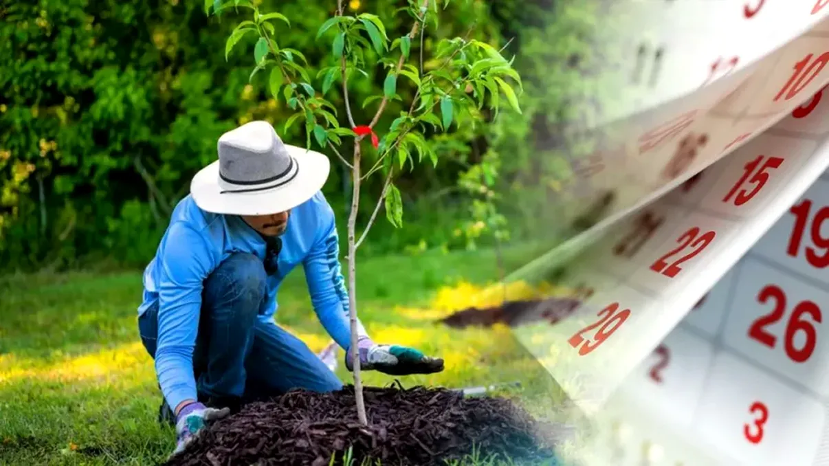 Pomul pe care e bine să-l plantezi în luna martie. Aduce noroc și prosperitate