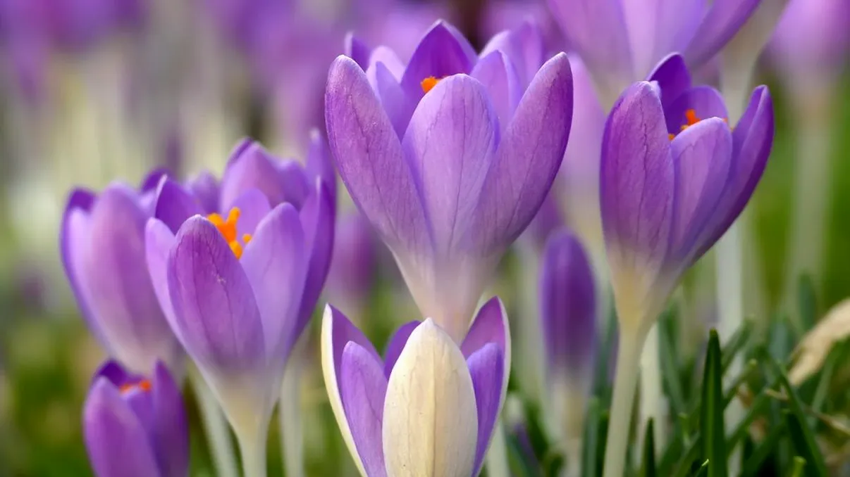 Ce se pune la rădăcina brânduşelor la final de februarie pentru a rămâne înflorite mai mult timp. Este secretul floriştilor cu experienţă