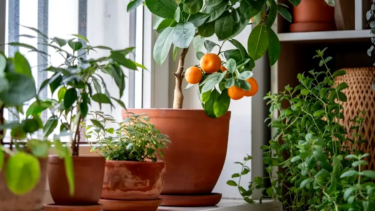 Arborele fructifer pe care este bine să îl ai în casă. Atrage energia pozitivă și prosperitatea dacă îl pui fix în aceste locuri
