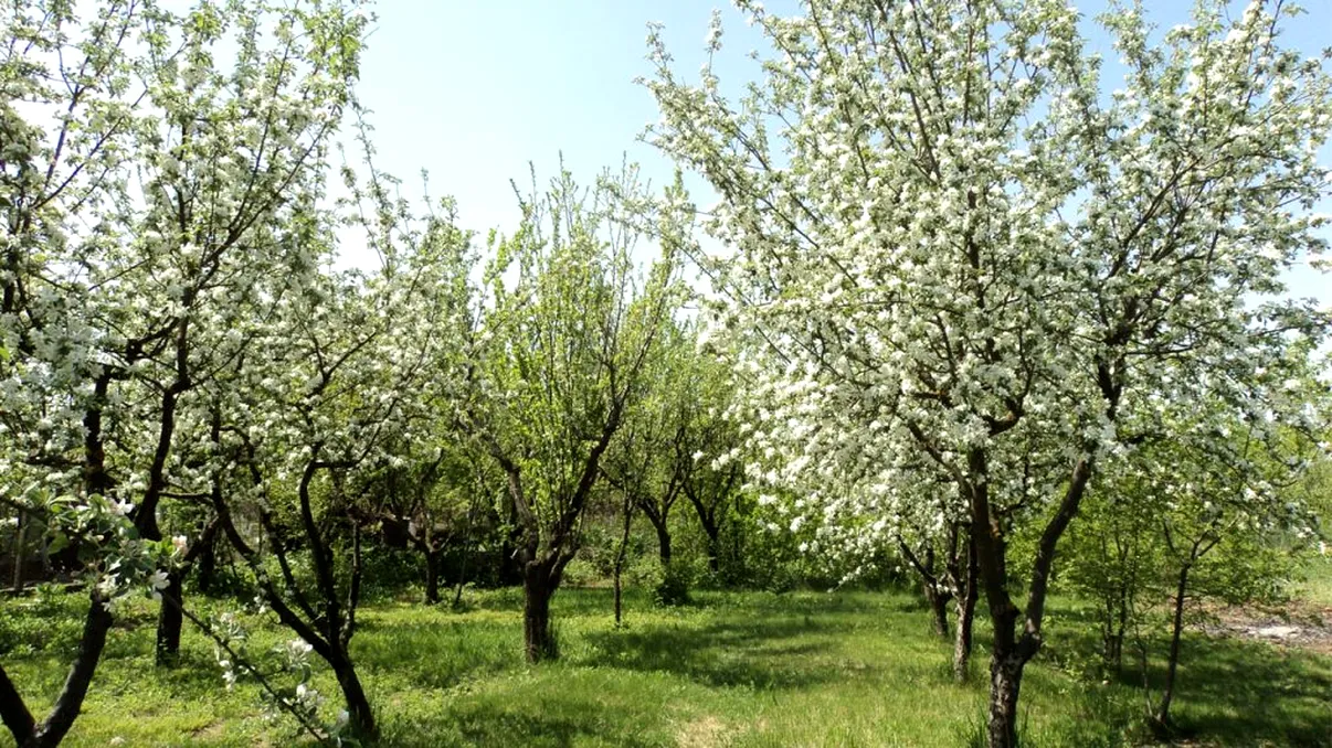 Cum protejăm de ger pomii înfloriţi? Metodele din bătrâni