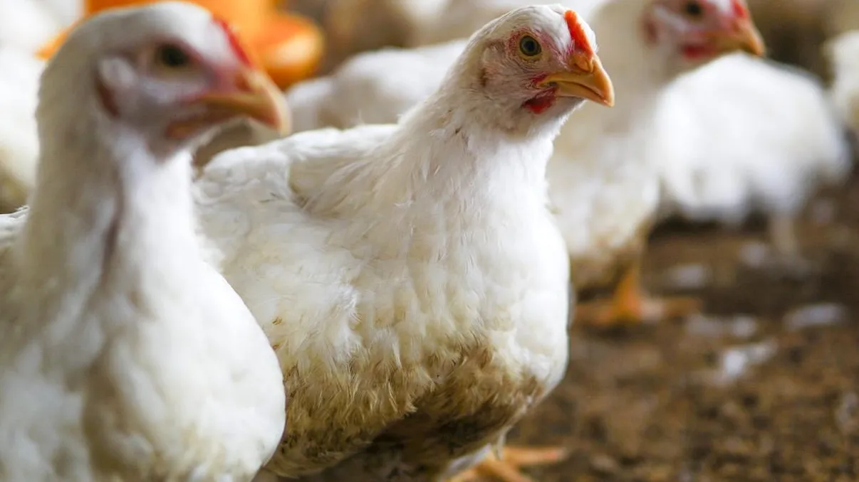 Ingredientul ieftin și eficient care crește producția de ouă la găini. Fermierii îl folosesc de ani de zile