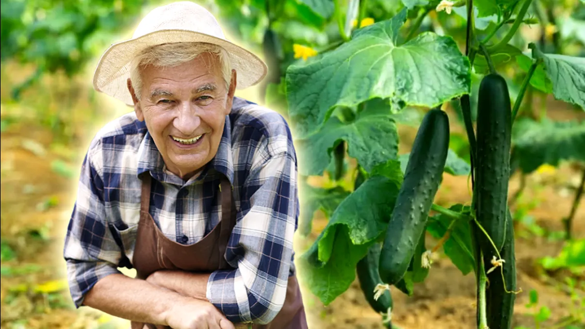 Sămânță românească sau hibridă? Cum alegi cel mai bun soi de castraveți pentru grădina ta