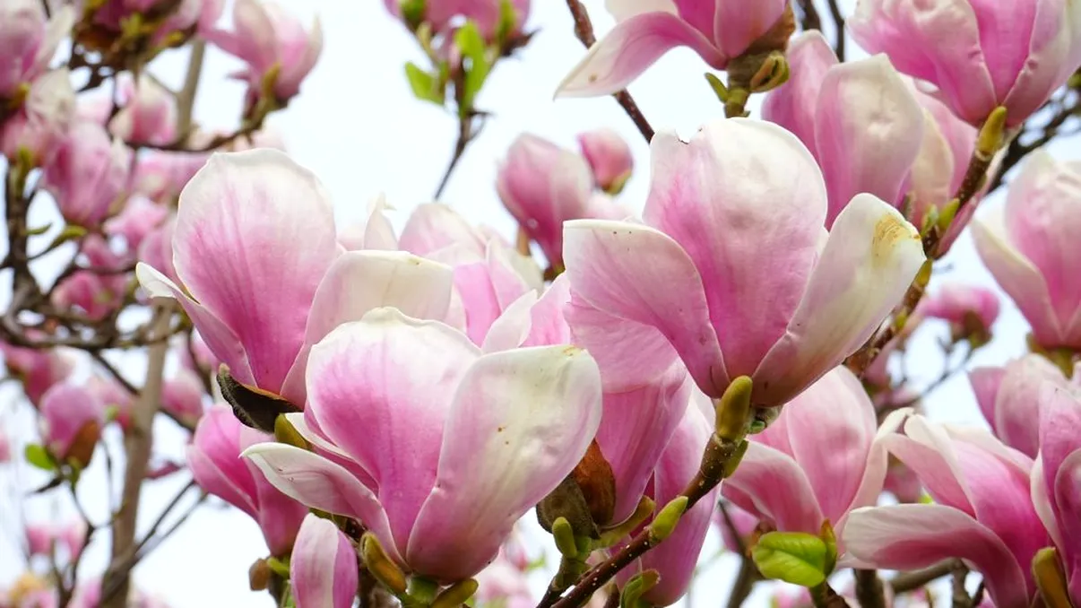 Cum îngrijeşti magnolia după ce au căzut florile. Secretul pentru a înflori spectaculos anul viitor