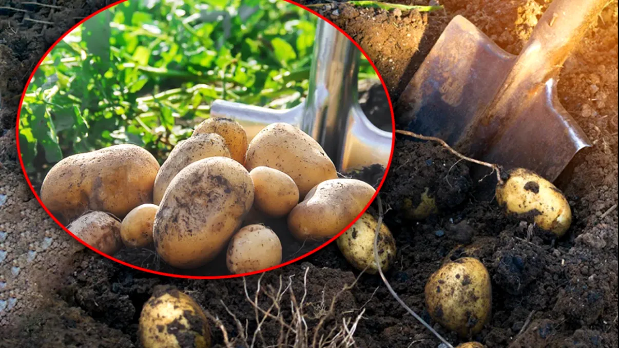 Ce să presari peste cartofi în aprilie pentru a dubla recolta. Scoţi 3 kilograme dintr-un singur cuib