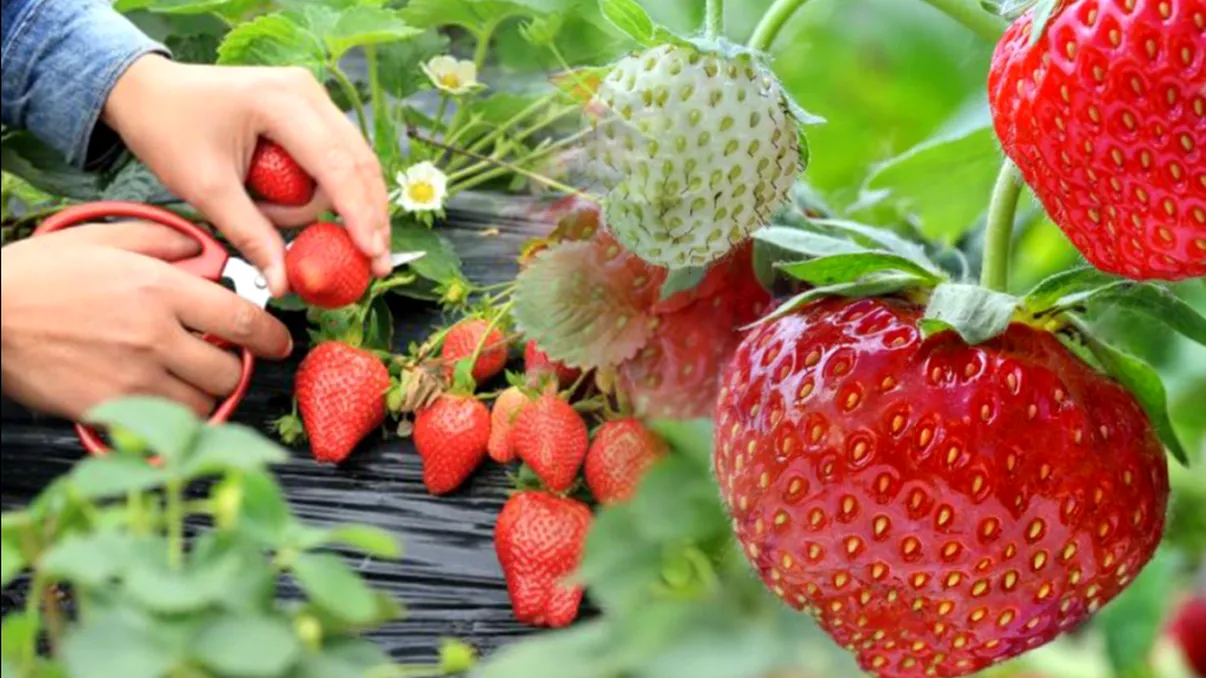 Ce să presari peste florile de căpşuni pentru a dubla producţia. Fructele vor fi mai dulci ca niciodată