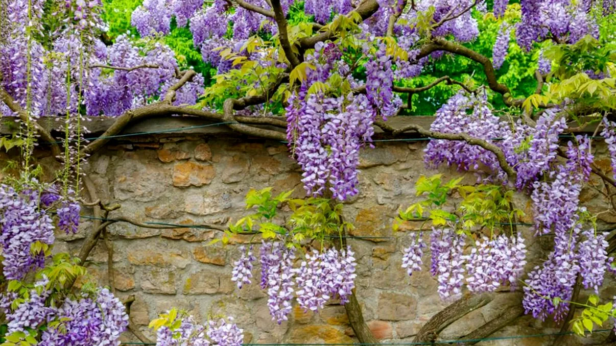 Ce să pui la rădăcina glicinei pentru ca florile să reziste mai mult timp. Aşa se face şi în grădinile botanice