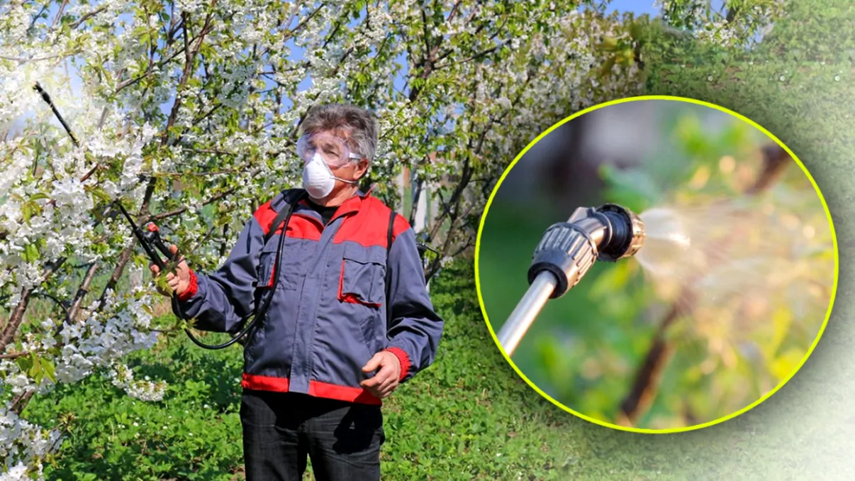 Cu ce să stropești pomii fructiferi afectați de îngheț. Recolta se poate salva