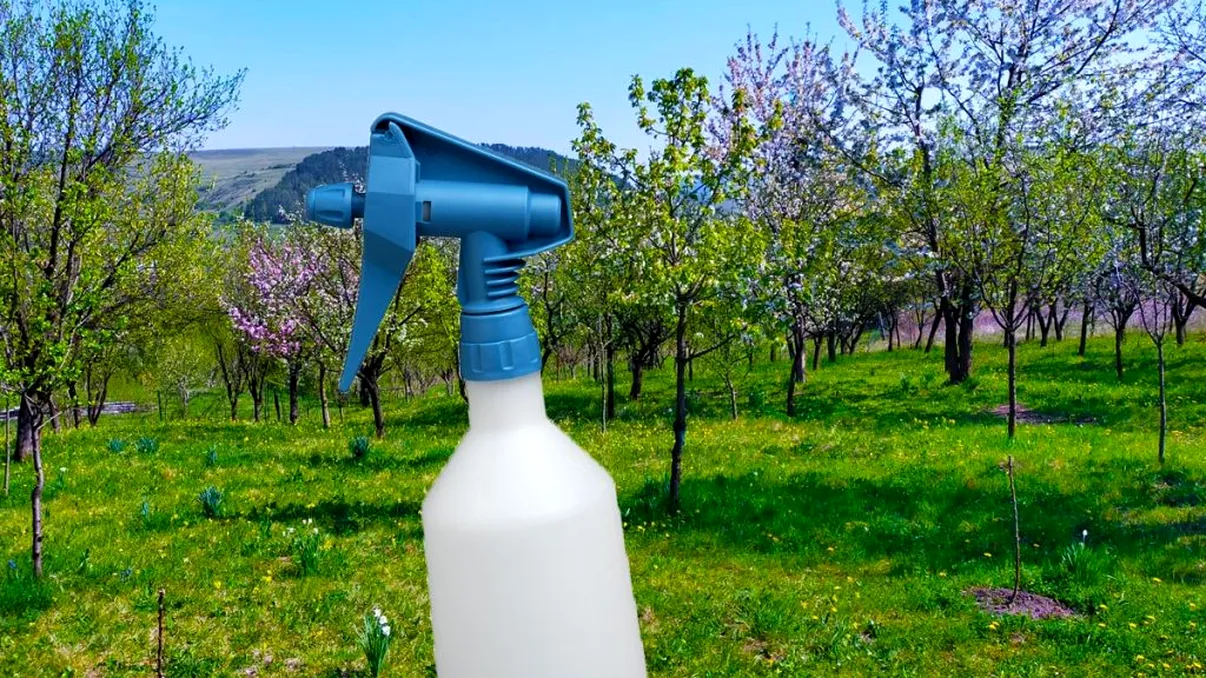 Cu ce să stropeşti pomii fructiferi după tăierea de primăvară. Pasul esenţial pentru a nu se rupe crengile de greutatea fructelor