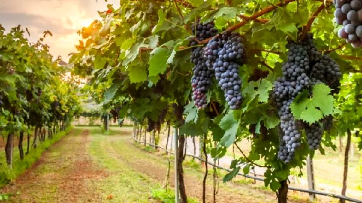 Cum protejezi viţa de vie de îngheţul din aprilie. Mugurii vor supravieţui, spun specialiştii