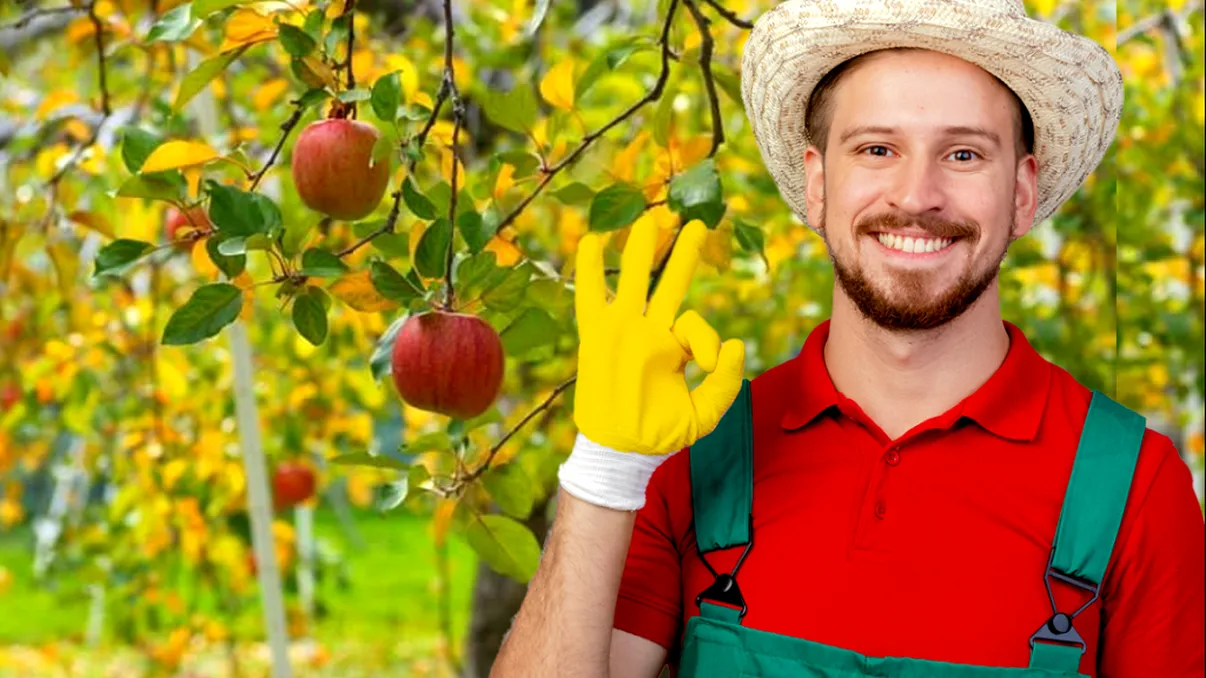 Tratamentul obligatoriu care se face la peri, meri şi pruni, până în mai. Vei avea recoltă record la toamnă