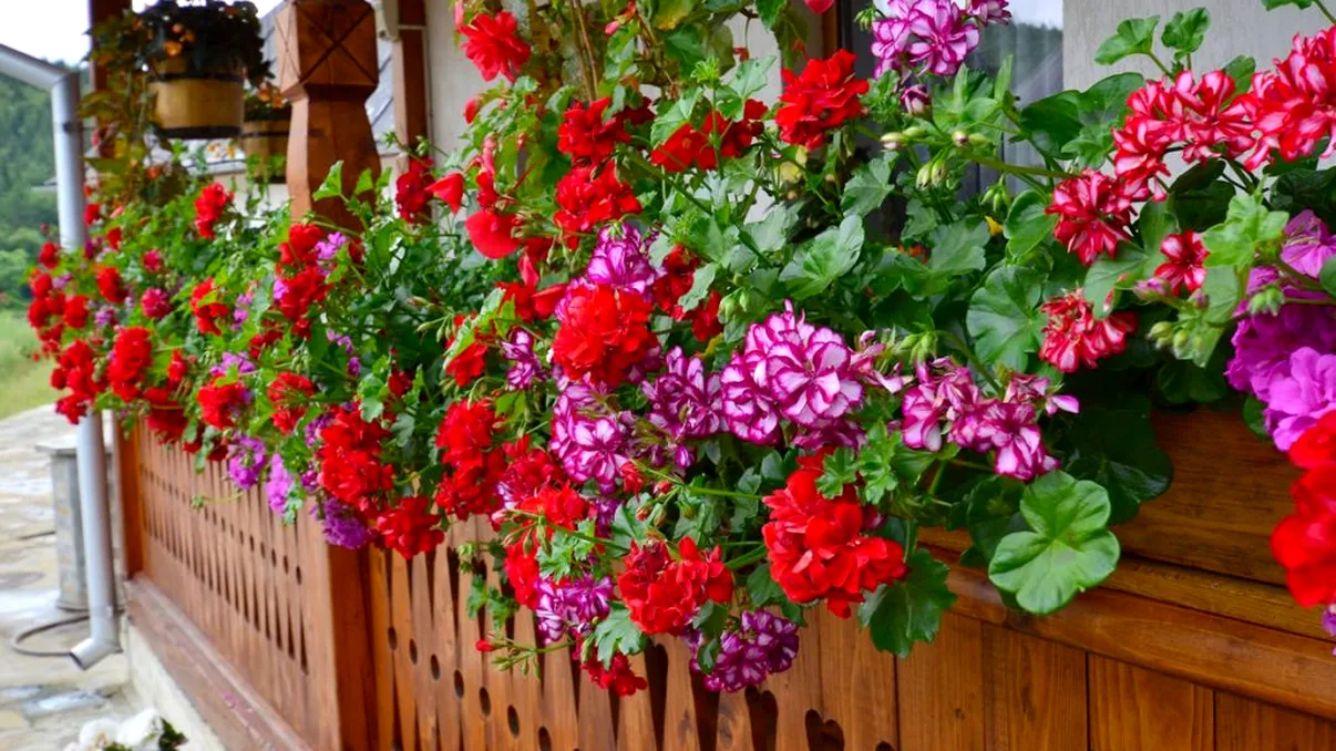 Unde se pun muşcatele afară pentru a exploda de flori? De cât soare au nevoie zilnic?