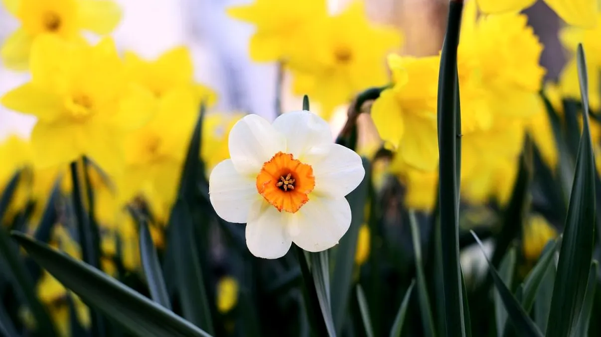Ce faci cu narcisele din grădină după ce s-au ofilit. Doar aşa vor înflori spectaculos şi anul viitor