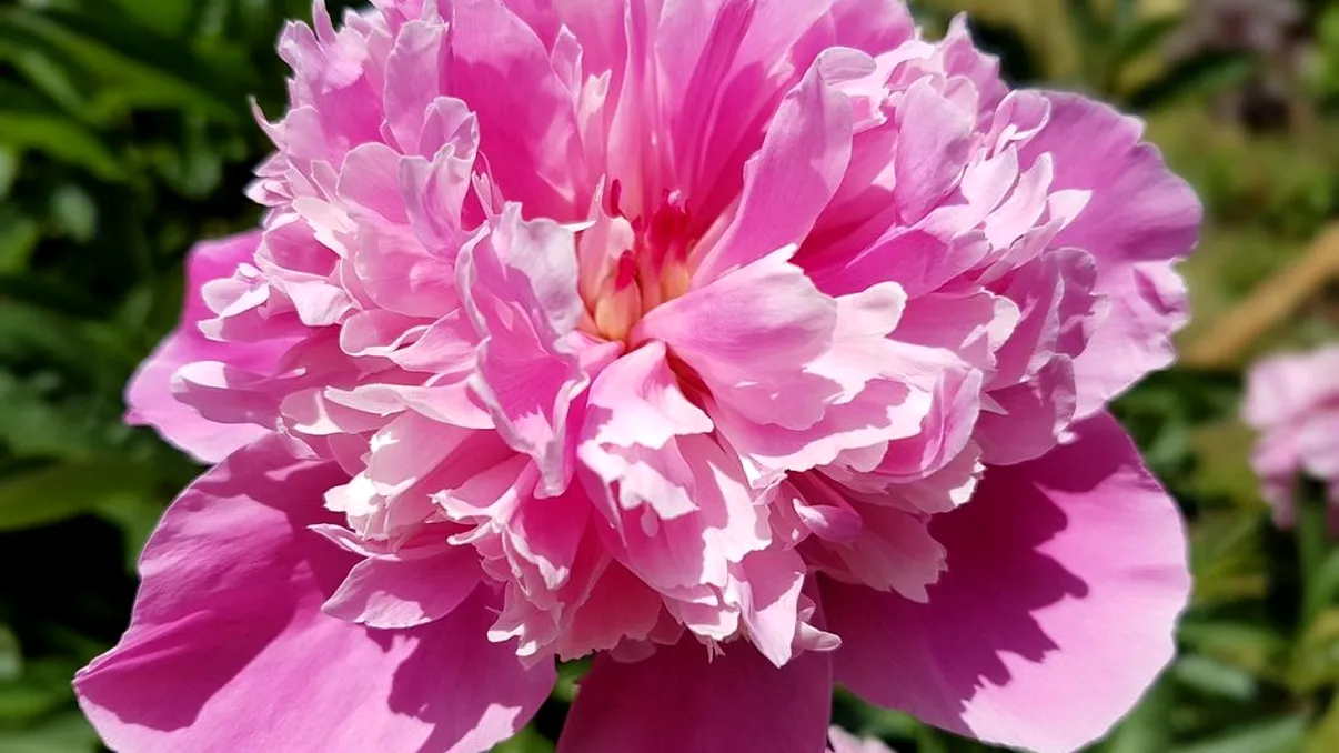 Flori de bujori mari cât palma. Ingredientul natural care se presară peste boboci