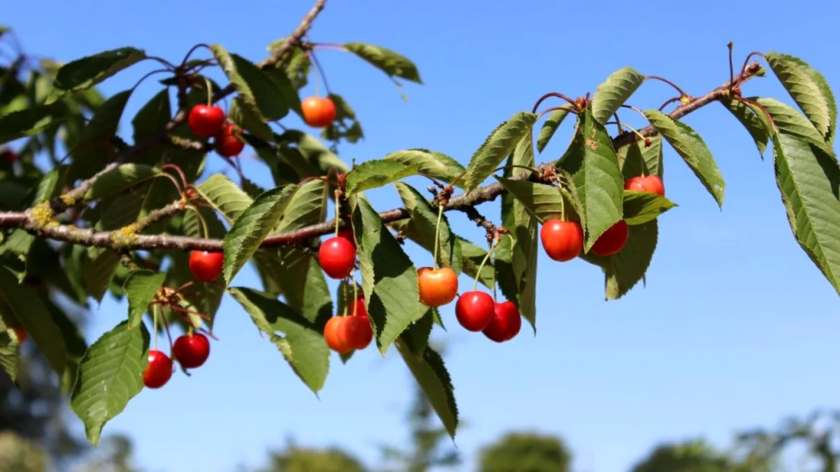 Cum poţi grăbi coacerea cireşelor din copac. Aşa vei mânca fructe delicioase chiar la început de mai
