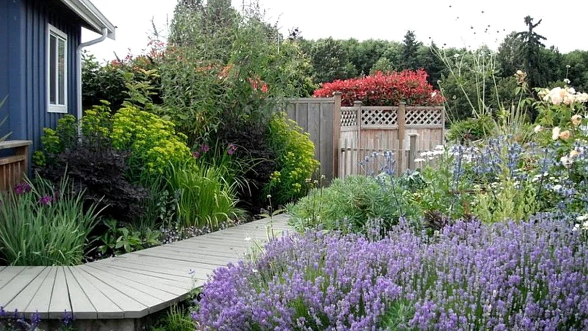 Cât de des trebuie udată lavanda. Secretul grădinarilor cu flori spectaculoase