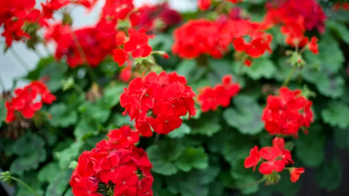 Cu ce să stropești mușcatele o dată pe lună ca să se umple de flori toată vara. Trucul simplu ca să înflorească spectaculos