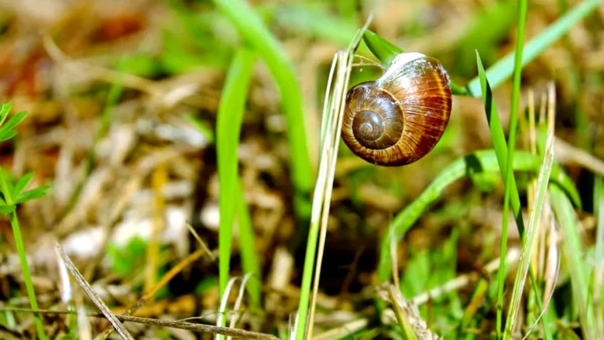 Cum să scapi definitiv de melcii din grădină. Plantele care îi țin la distanță