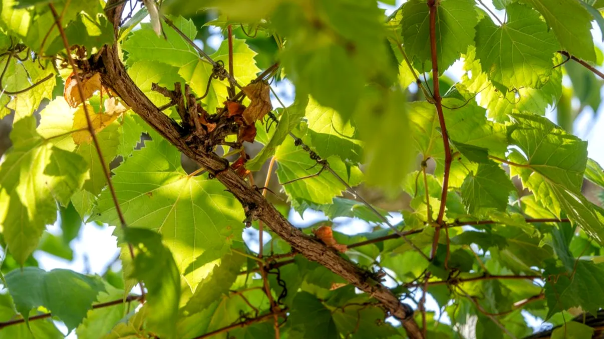 Ingrediente naturale care ajută vița de vie să se prindă și să crească viguros. Ce adaugi în sol până la final de mai