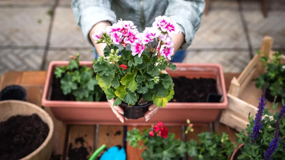 Mușcatele - cele 6 avantaje pentru care sunt cea mai bună alegere pentru balcon și grădină