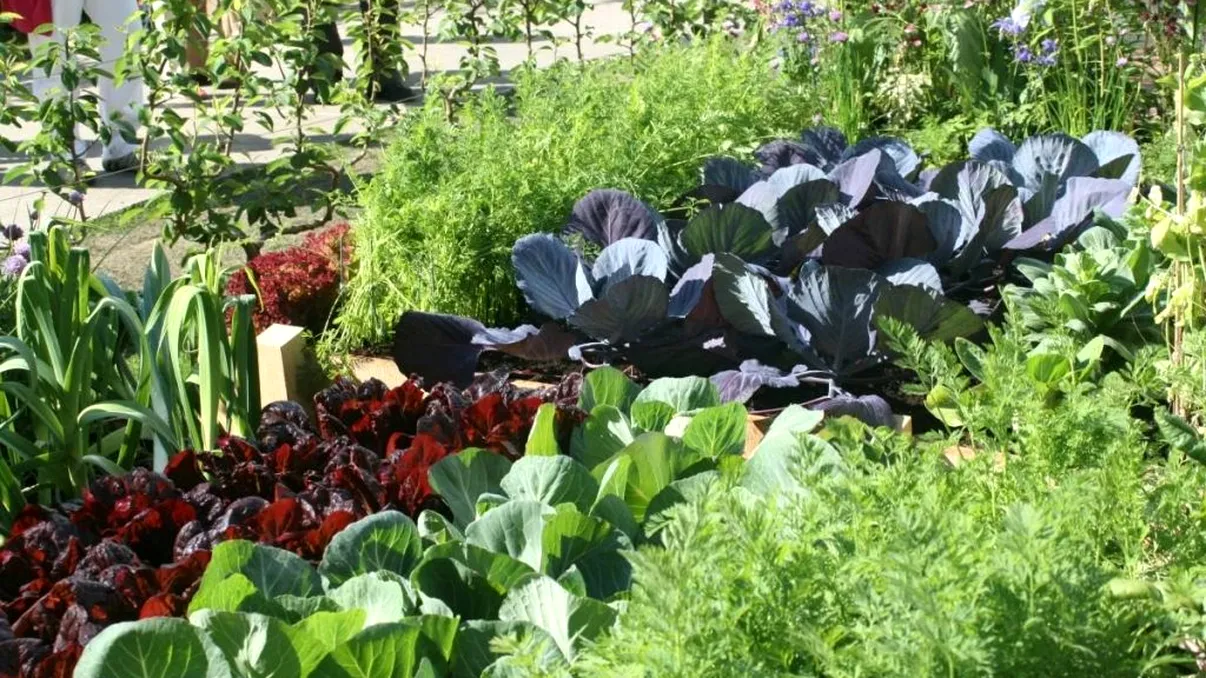 Obligația de care uită românii care stau la casă. Ce trebuie să facă cu 48 de ore înainte de a-și stropi plantele și pomii de pe proprietate