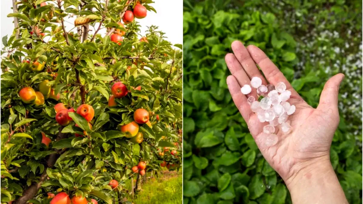 Pomii loviți de grindină se pot usca în câteva săptămâni. Cum îi tratezi ca să nu-i pierzi definitiv