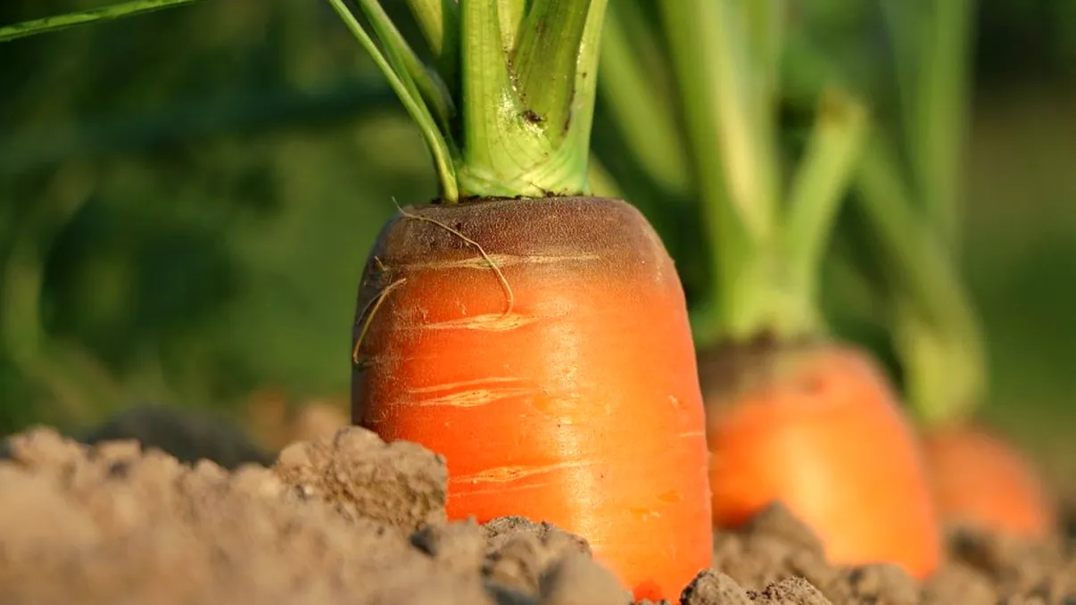 Ce să pui la rădăcina morcovilor la început de mai pentru legume mari și gustoase