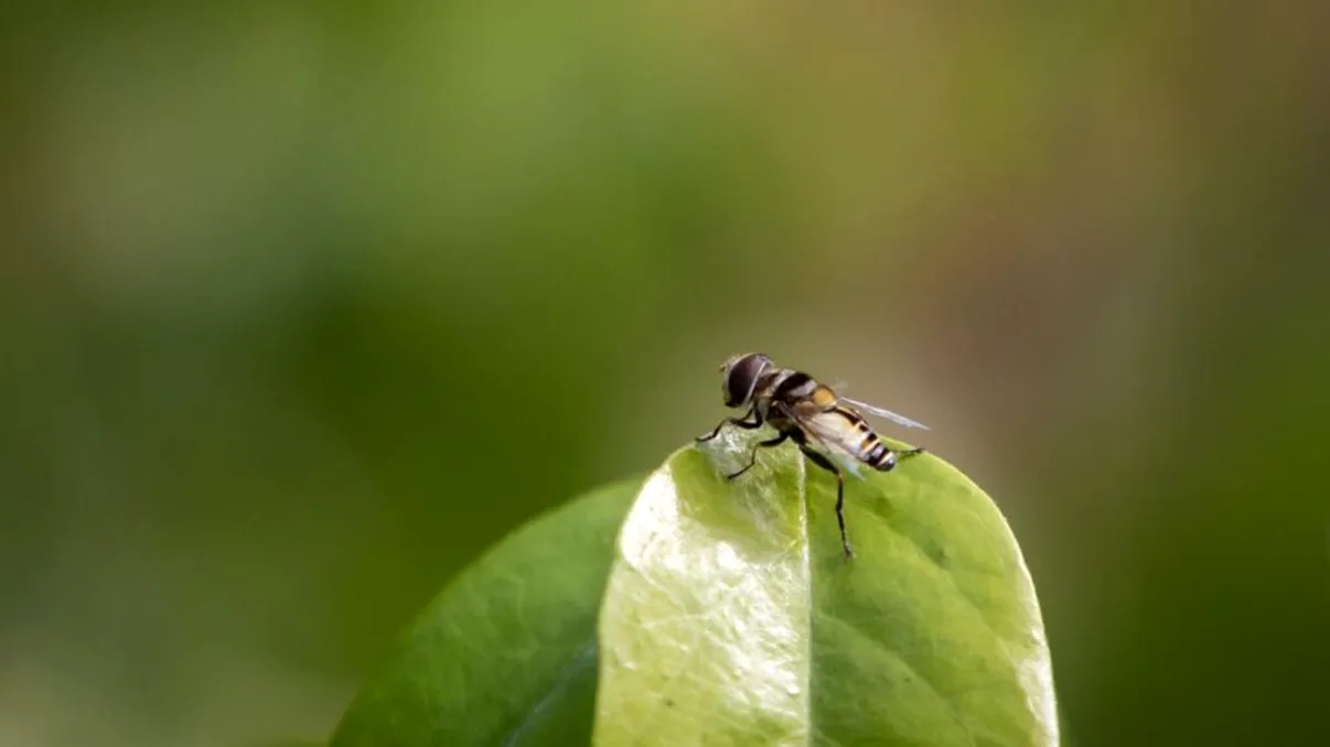 Cum folosești folia de aluminiu ca să scapi de muște. Metodă simplă și rapidă, cum funcționează