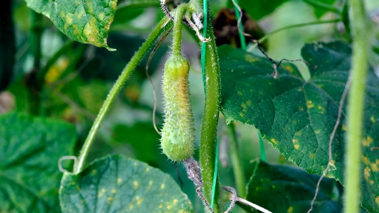 Când trebuie udați corect castraveții în perioadele cu caniculă și furtuni. Greșeala care duce la ofilire sau putrezire