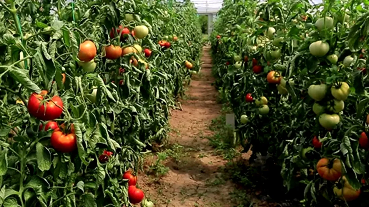 Ce trebuie să faci săptămânal cu roșiile din grădină ca să nu se oprească din crescut. Așa obții o producție bogată până toamna