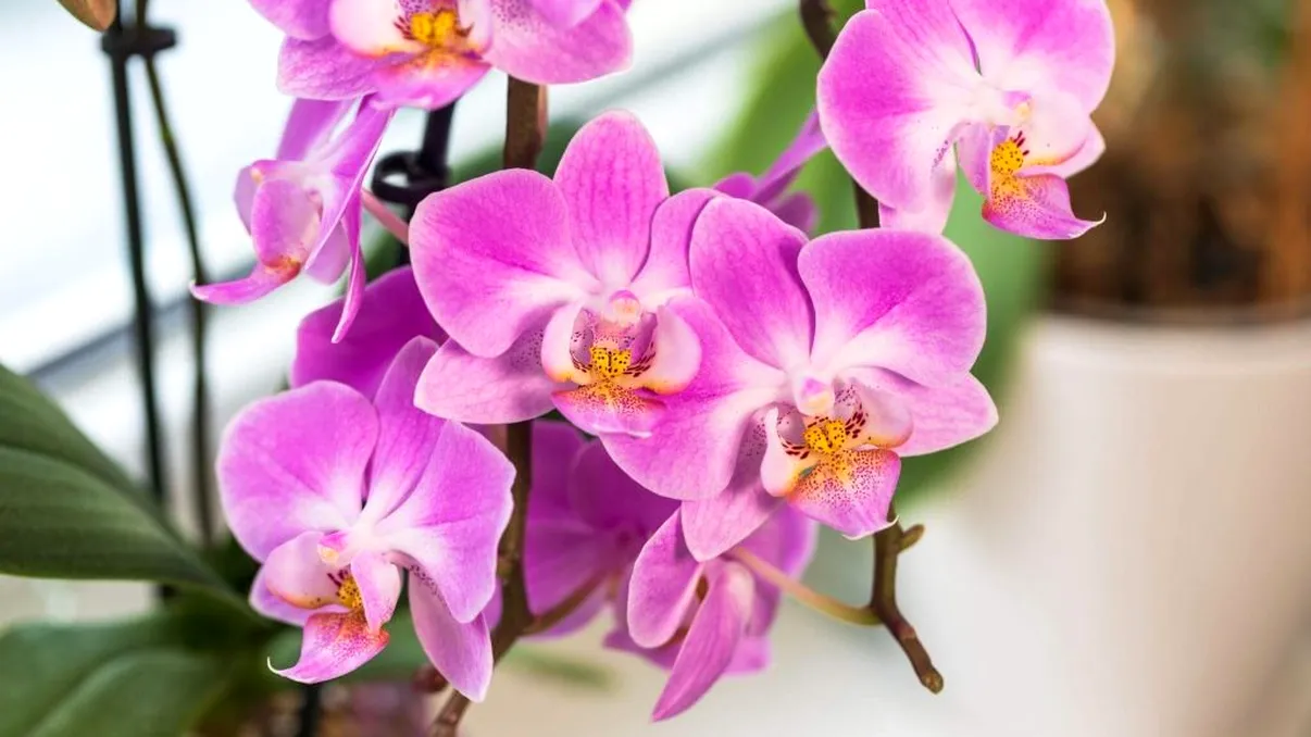 Greşeala care îţi împiedică orhideea să înflorească. Nu este vorba despre lumină