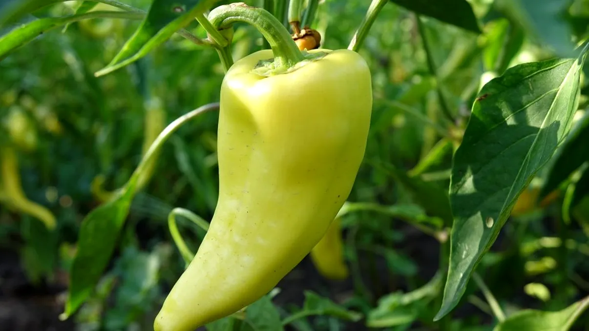 Cu ce să uzi săptămânal ardeii din grădină pentru a creşte mari şi sănătoşi? Trucul bunicilor este din nou la modă