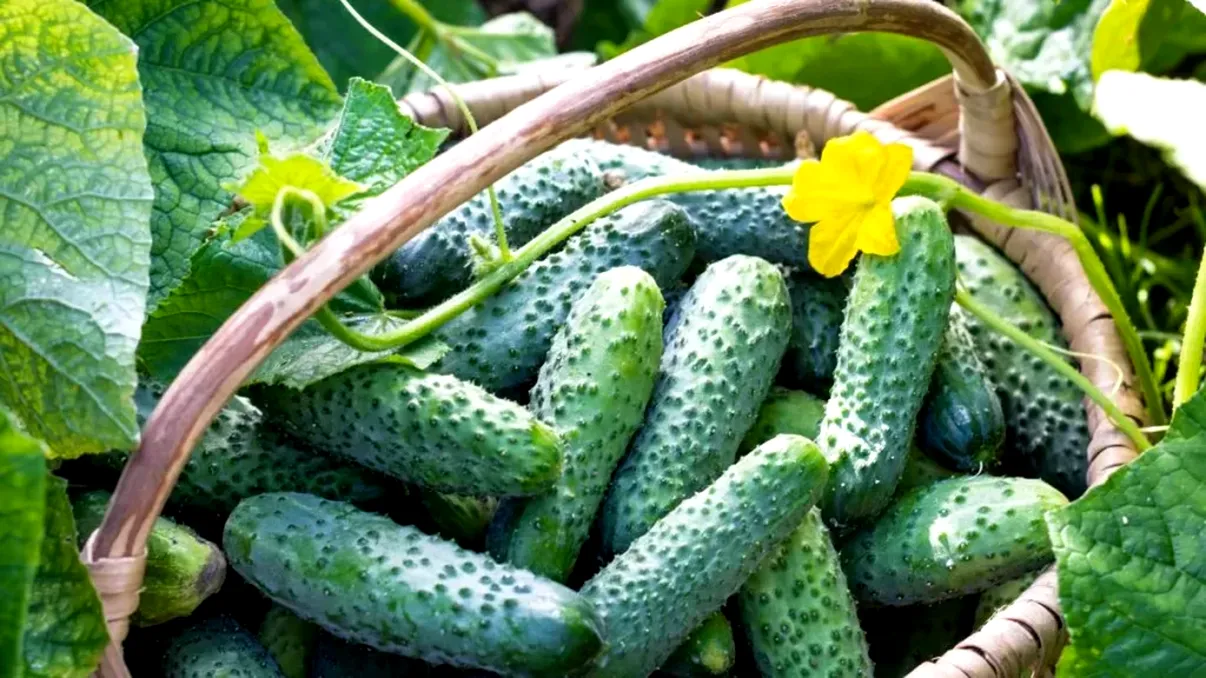 Cu ce să stropești castraveții pe caniculă pentru a preveni gustul amar. Trucuri ca să-i menții crocanți și dulci