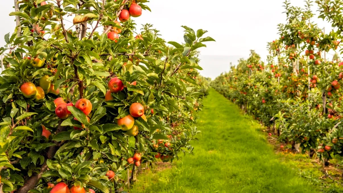 Cum se curăţă pomii fructiferi în august? Aşa vor rodi în exces în această toamnă