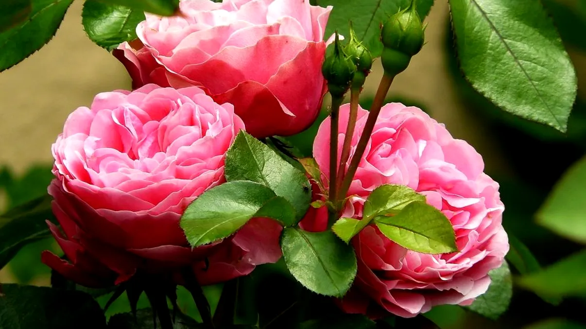 Cum tai trandafirii în iulie pentru a exploda de flori în august şi septembrie. Aşa fac floricultorii cu experienţă