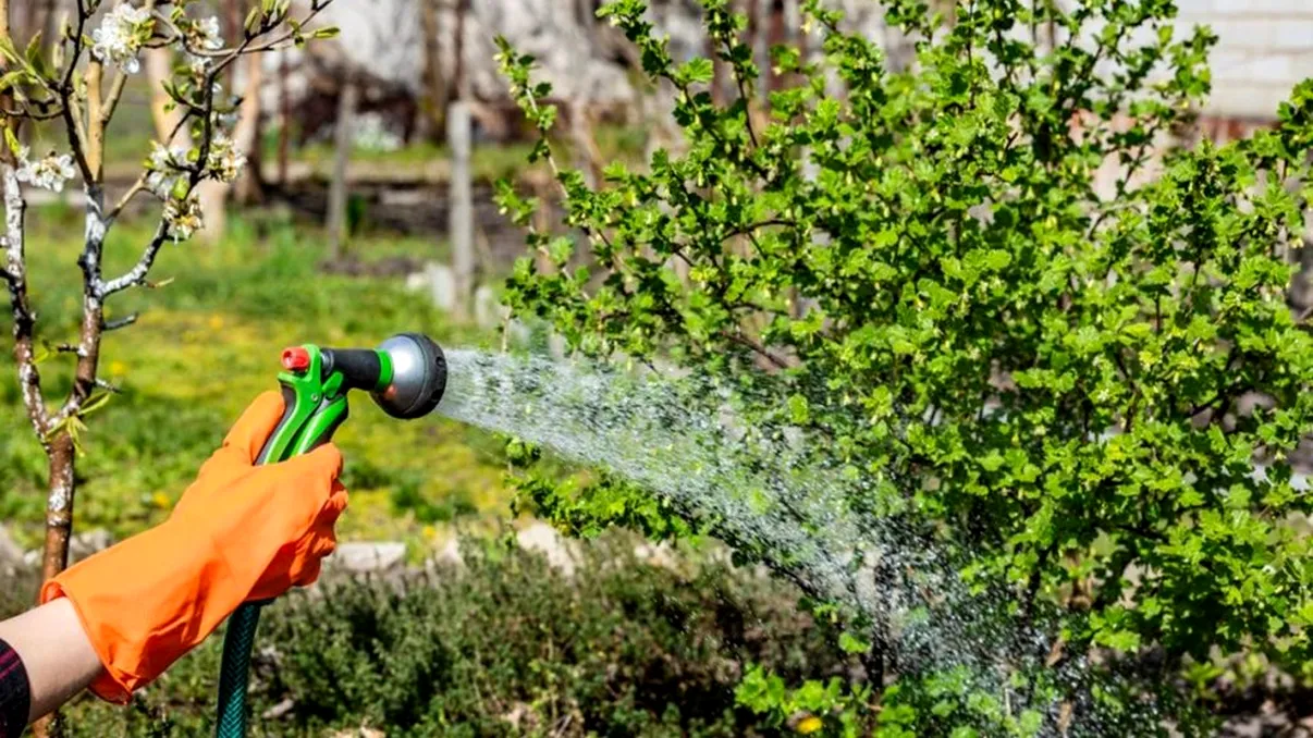 Ce se întâmplă dacă uzi plantele de grădină în plin soare. Grădinarii profesioniști au dat verdictul