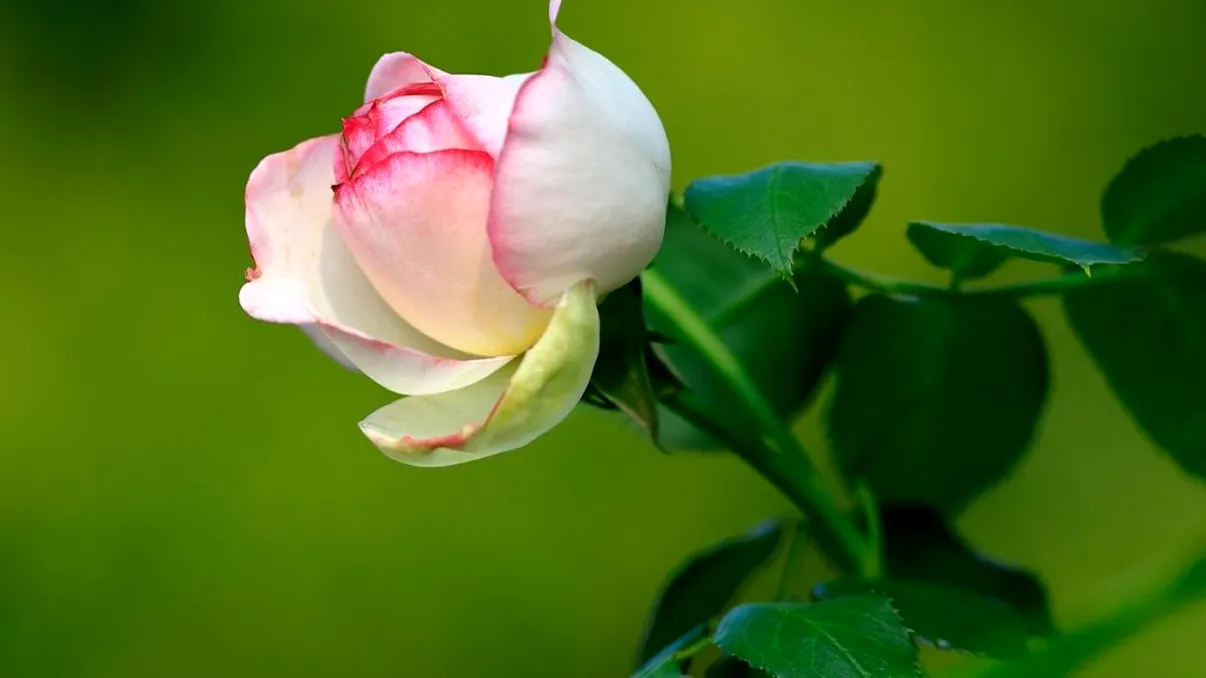 Cu ce să stropești trandafirii de toamnă din două în două săptămâni pentru o înflorire spectaculoasă