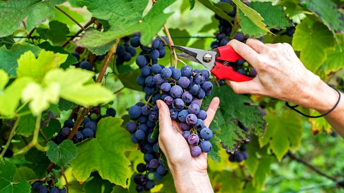 Cum se îngrijește vița de vie după cules. Tratamente esențiale pentru rod bogat anul viitor