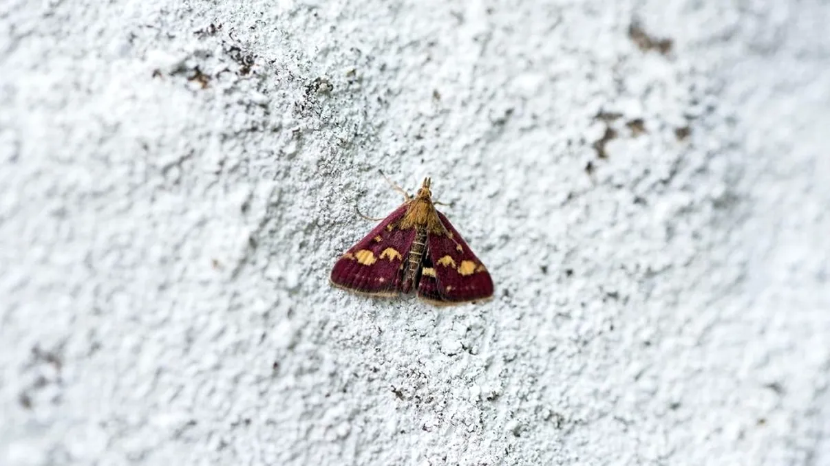 Motivul pentru care moliile intră în casa ta. Le place ceva care se află în dulapul tău