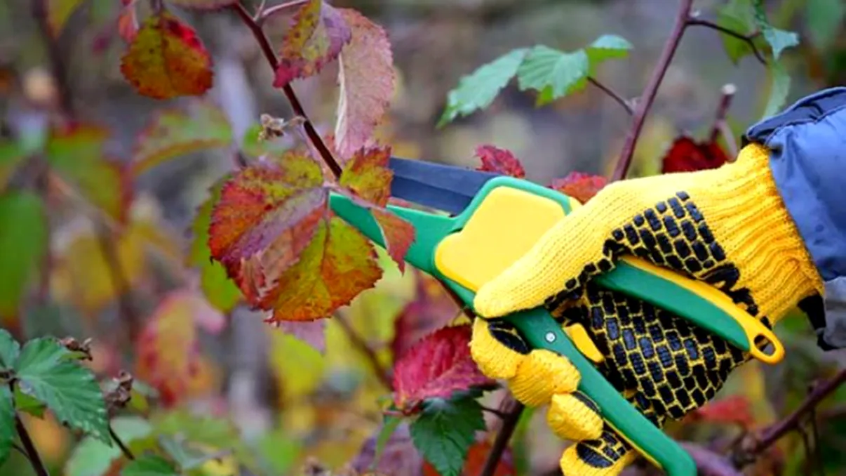 7 plante pe care nu trebuie să le tai deloc toamna. Greșeala pe care o fac mulți grădinari