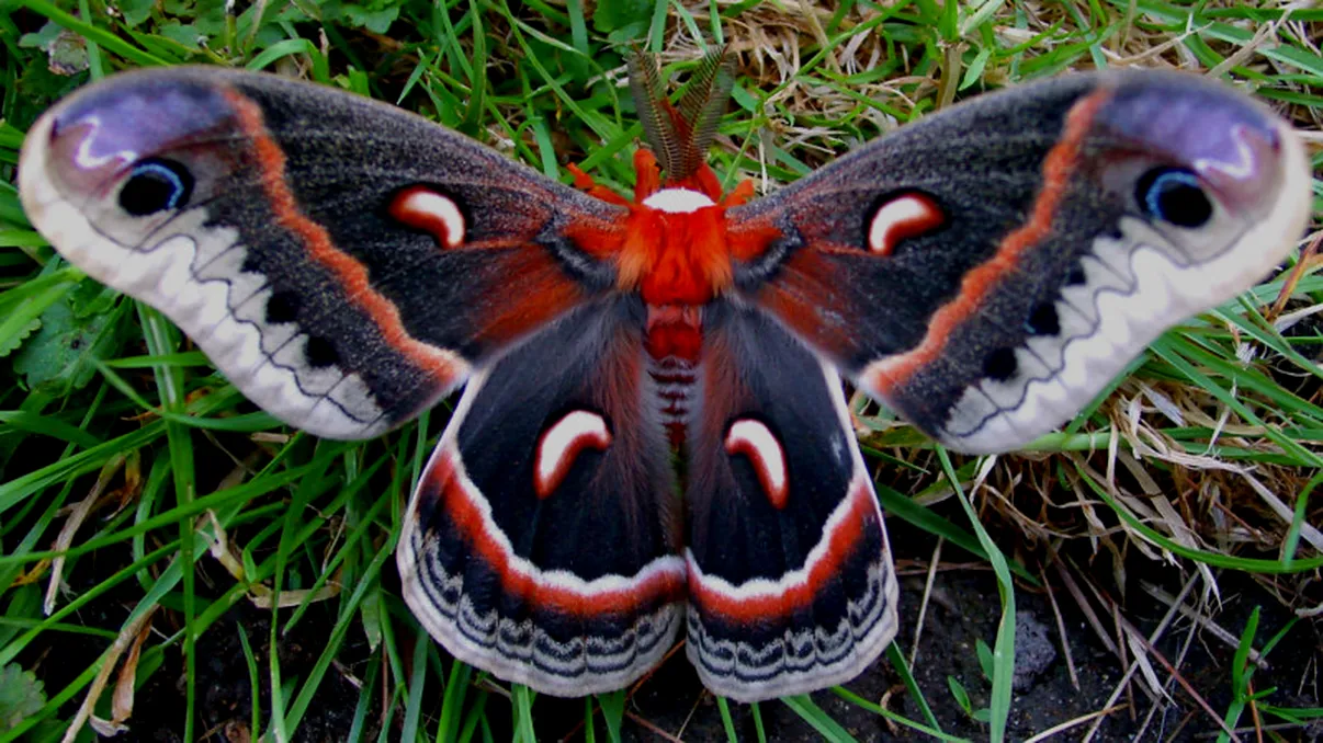 Cât te costă ca această insectă să fie numită după tine
