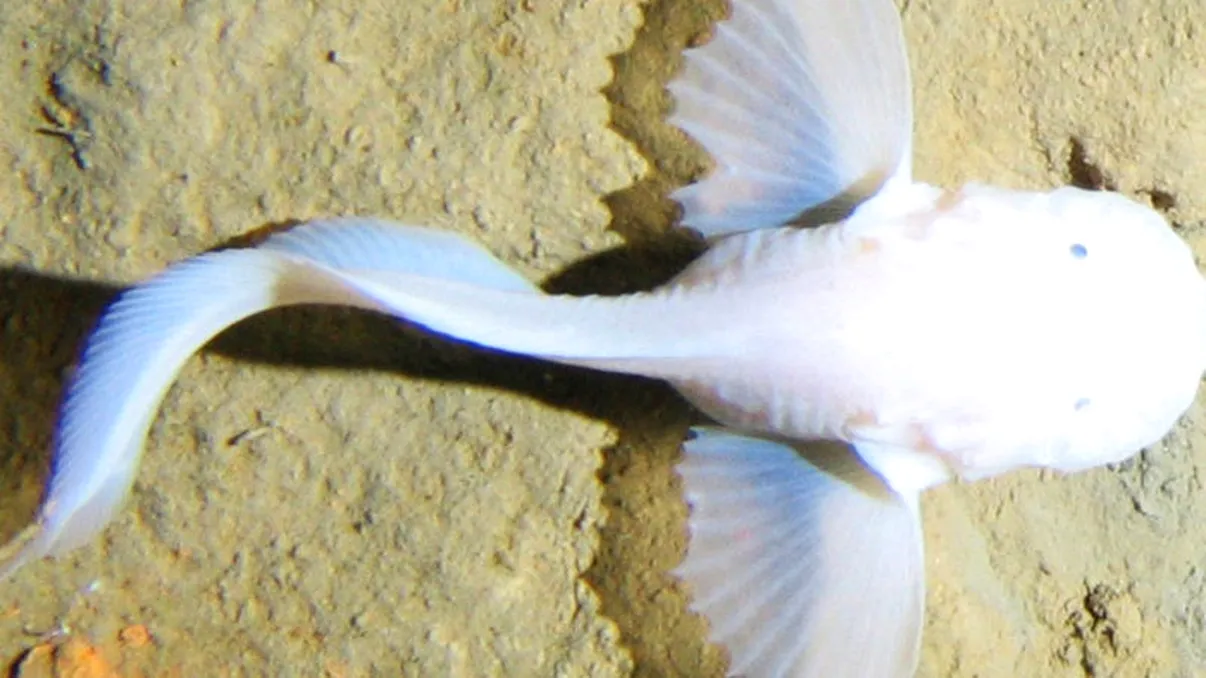 Acest robot explorează adâncurile oceanelor, unde oamenii nu pot ajunge. Ce a descoperit
