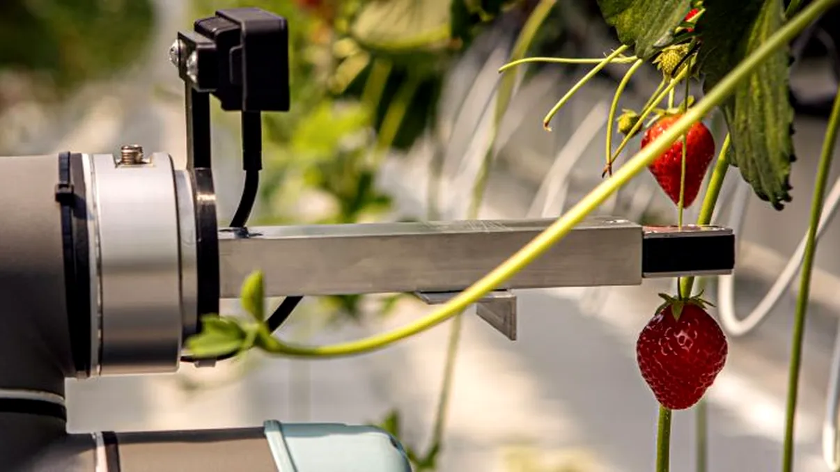 Roboții ne iau locurile de muncă: Un robot alimentat de AI face treaba oamenilor în această fermă VIDEO