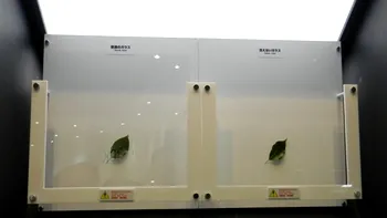 Japonezii demonstreaza sticla 