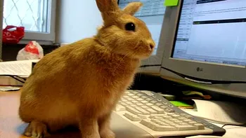 Internautii cauta pornografie online. Dar... cata?